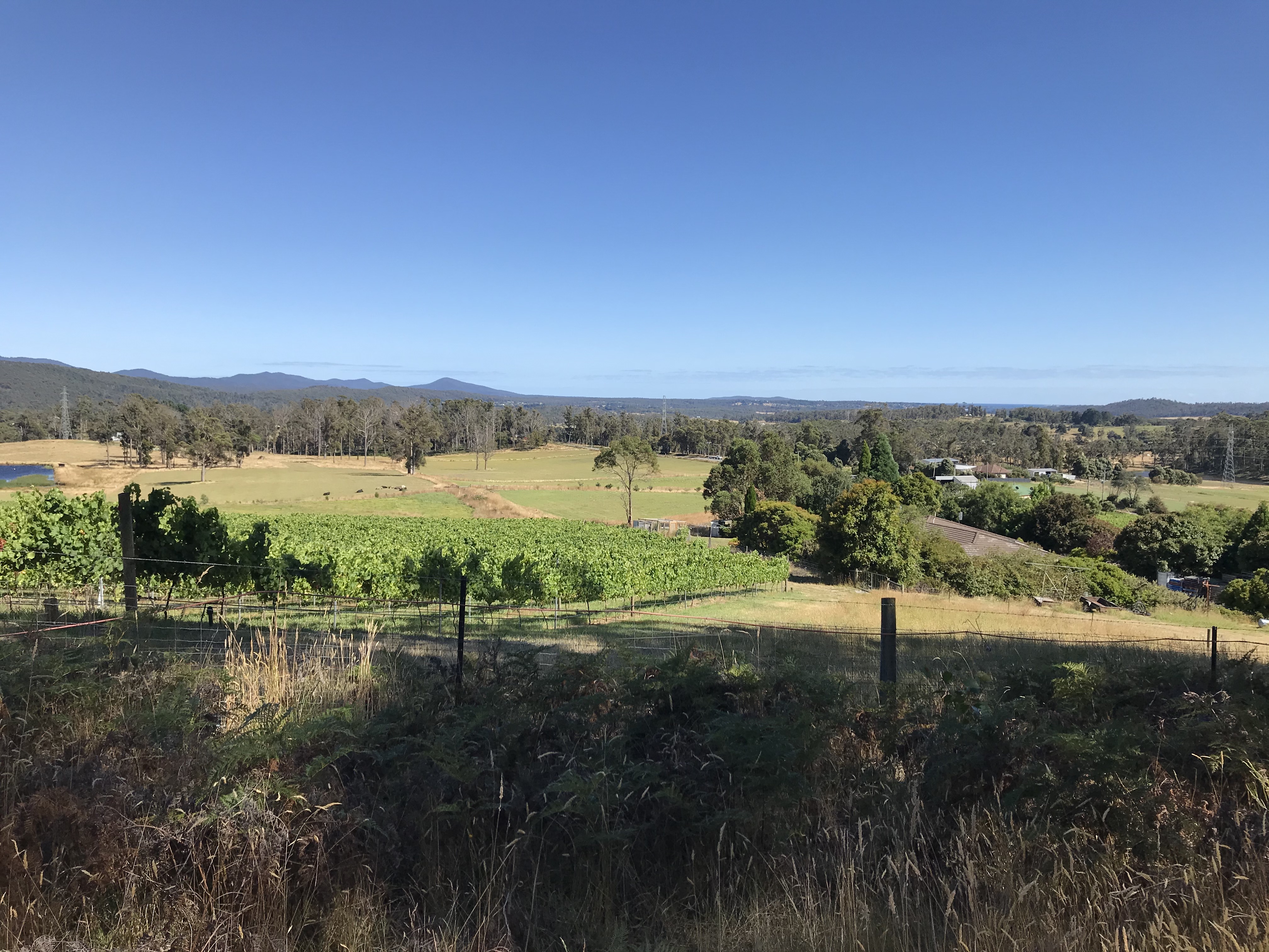 vines, grasin field, dam