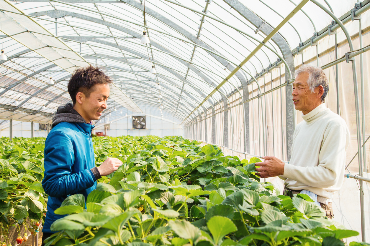 Two generations of agricultural workers in greenhouse